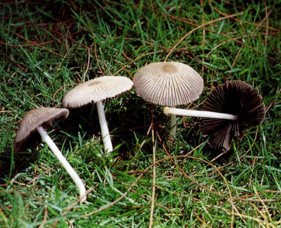 Coprinus leiocephalus Orton